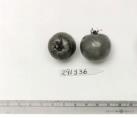 Click for 1 image(s) for this accession. FRUIT